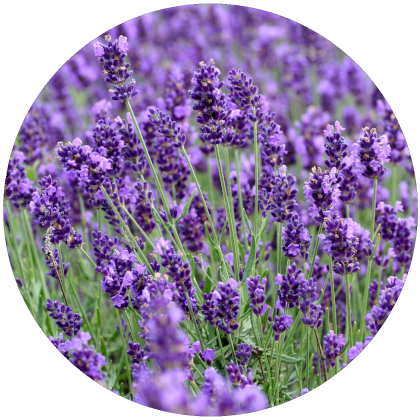Lavendel