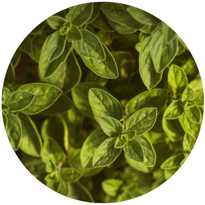 Oregano